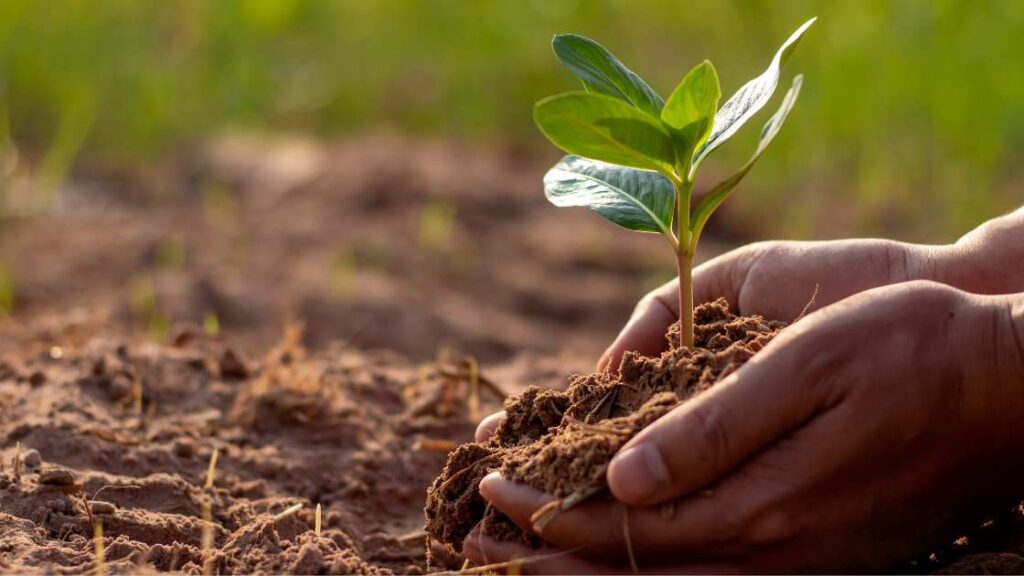 Planting a Tree Sapling