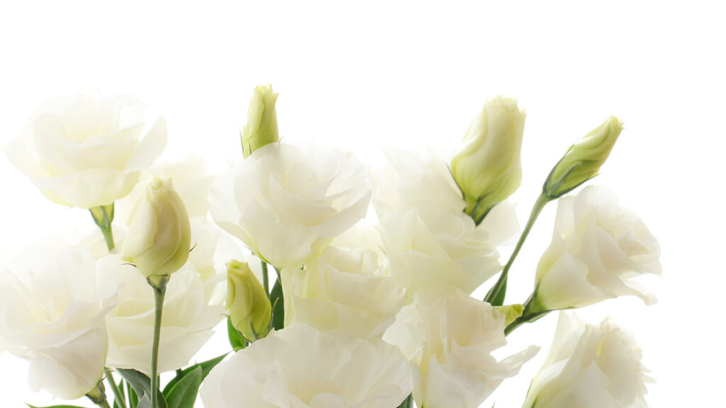 Comparing Funeral Homes in Brisbane - Swanborough Funerals